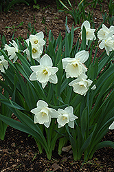 Mount Hood Daffodil (Narcissus 'Mount Hood') at Canadale Nurseries