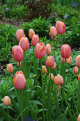 Menton Tulip (Tulipa 'Menton') at Canadale Nurseries