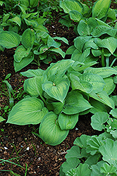 Paul's Glory Hosta (Hosta 'Paul's Glory') at Canadale Nurseries