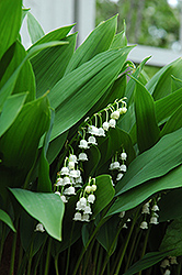 Lily-Of-The-Valley (Convallaria majalis) at Canadale Nurseries