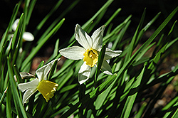 Jack Snipe Daffodil (Narcissus 'Jack Snipe') at Canadale Nurseries