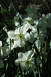 Angel Daffodil (Narcissus 'Angel') at Canadale Nurseries