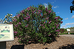 Sensation Lilac (Syringa vulgaris 'Sensation') at Canadale Nurseries