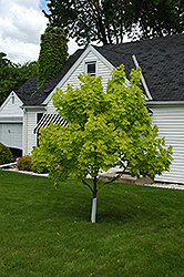 Princeton Gold Maple (Acer platanoides 'Princeton Gold') at Canadale Nurseries