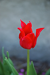 Pretty Woman Tulip (Tulipa 'Pretty Woman') at Canadale Nurseries
