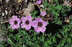 Ballerina Cranesbill (Geranium cinereum 'Ballerina') at Canadale Nurseries