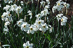 Poeticus Recurvus Daffodil (Narcissus 'Poeticus Recurvus') at Canadale Nurseries