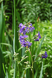 Common Jacob's Ladder (Polemonium caeruleum) at Canadale Nurseries