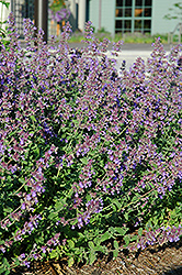 Walker's Low Catmint (Nepeta x faassenii 'Walker's Low') at Canadale Nurseries