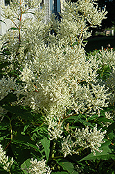 White Fleeceflower (Persicaria polymorpha) at Canadale Nurseries