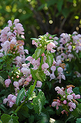 Shell Pink Spotted Dead Nettle (Lamium maculatum 'Shell Pink') at Canadale Nurseries