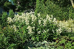 White Fleeceflower (Persicaria polymorpha) at Canadale Nurseries