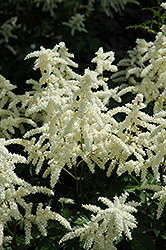 Bridal Veil Astilbe (Astilbe x arendsii 'Bridal Veil') at Canadale Nurseries