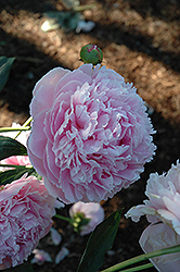 Shirley Temple Peony (Paeonia 'Shirley Temple') at Canadale Nurseries