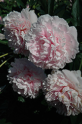 Sarah Bernhardt Peony (Paeonia 'Sarah Bernhardt') at Canadale Nurseries