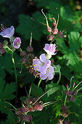 Ingerwesen's Variety Cranesbill (Geranium macrorrhyzum 'Ingerwesen's Variety') at Canadale Nurseries