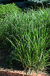 Switch Grass (Panicum virgatum) at Canadale Nurseries