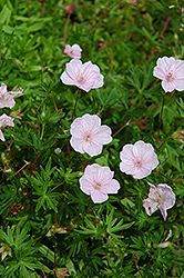 Striated Cranesbill (Geranium sanguineum 'var. striatum') at Canadale Nurseries