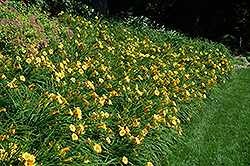 Happy Ever Appster Happy Returns Daylily (Hemerocallis 'Happy Returns') at Canadale Nurseries