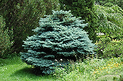 Globe Blue Spruce (Picea pungens 'Globosa') at Canadale Nurseries