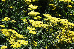 Moonshine Yarrow (Achillea 'Moonshine') at Canadale Nurseries