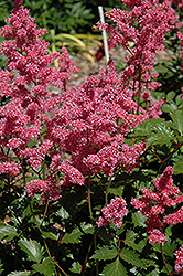 Rheinland Astilbe (Astilbe japonica 'Rheinland') at Canadale Nurseries