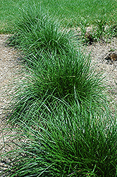 Tufted Hair Grass (Deschampsia cespitosa) at Canadale Nurseries