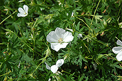 White Cranesbill (Geranium sanguineum 'Album') at Canadale Nurseries