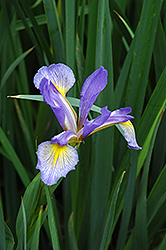 Blue Flag Iris (Iris versicolor) at Canadale Nurseries