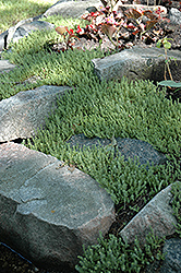 Six Row Stonecrop (Sedum sexangulare) at Canadale Nurseries