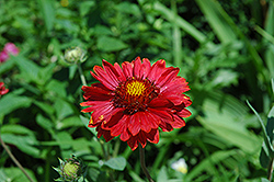 Burgundy Blanket Flower (Gaillardia x grandiflora 'Burgundy') at Canadale Nurseries