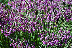 Nodding Onion (Allium cernuum) at Canadale Nurseries