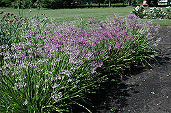 Nodding Onion (Allium cernuum) at Canadale Nurseries