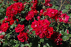Champlain Rose (Rosa 'Champlain') at Canadale Nurseries
