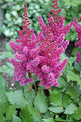 Visions Astilbe (Astilbe chinensis 'Visions') at Canadale Nurseries