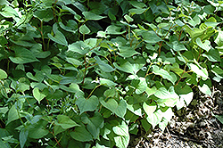 Chameleon Plant (Houttuynia cordata) at Canadale Nurseries