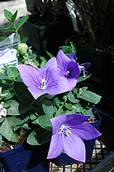 Astra Blue Balloon Flower (Platycodon grandiflorus 'Astra Blue') at Canadale Nurseries