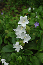 White Peachleaf Bellflower (Campanula persicifolia 'Alba') at Canadale Nurseries