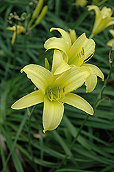 Hyperion Daylily (Hemerocallis 'Hyperion') at Canadale Nurseries