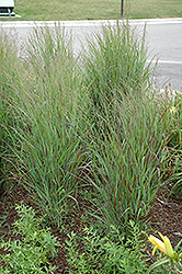 Shenandoah Reed Switch Grass (Panicum virgatum 'Shenandoah') at Canadale Nurseries