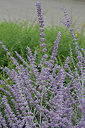 Russian Sage (Perovskia atriplicifolia) at Canadale Nurseries