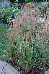 Variegated Reed Grass (Calamagrostis x acutiflora 'Overdam') at Canadale Nurseries