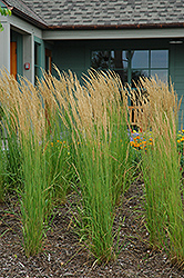 Karl Foerster Reed Grass (Calamagrostis x acutiflora 'Karl Foerster') at Canadale Nurseries