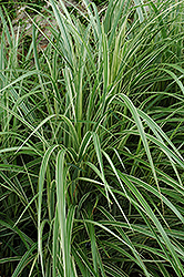 Variegated Silver Grass (Miscanthus sinensis 'Variegatus') at Canadale Nurseries