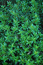 Cliff Green (Paxistima canbyi) at Canadale Nurseries