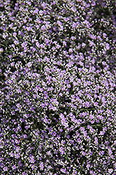 Sea Lavender (Limonium latifolium) at Canadale Nurseries