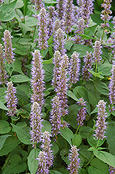 Blue Fortune Anise Hyssop (Agastache 'Blue Fortune') at Canadale Nurseries