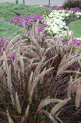 Purple Fountain Grass (Pennisetum setaceum 'Rubrum') at Canadale Nurseries