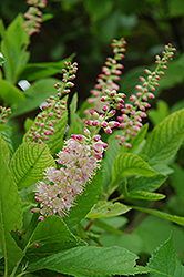 Ruby Spice Summersweet (Clethra alnifolia 'Ruby Spice') at Canadale Nurseries