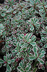 Tricolor Stonecrop (Sedum spurium 'Tricolor') at Canadale Nurseries